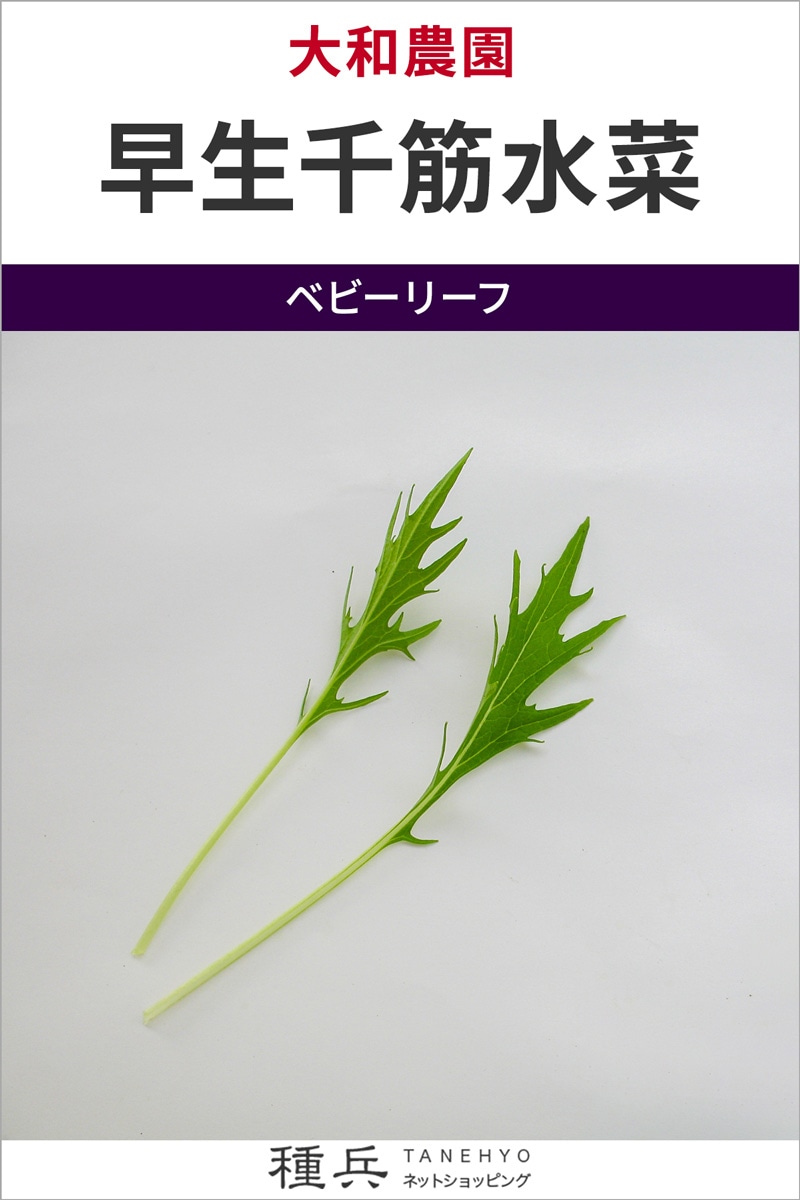 ベビーリーフ 種 『早生千筋水菜』  大和農園