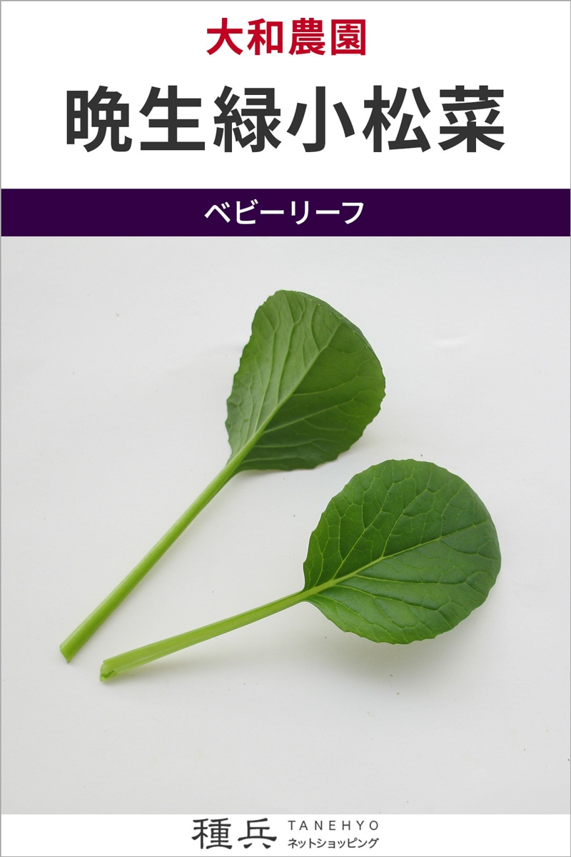 ベビーリーフ 種 『晩生緑小松菜』  大和農園