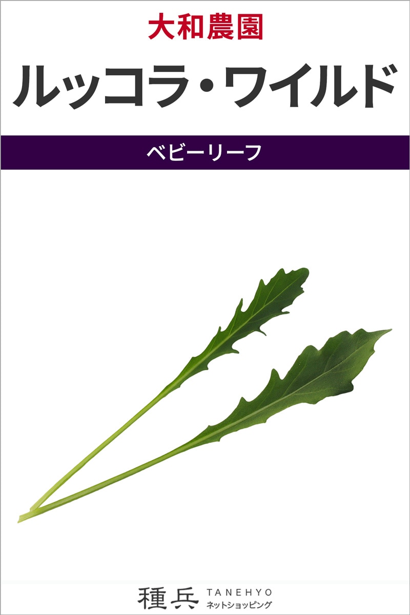 ベビーリーフ 種 『ルッコラ・ワイルド』  大和農園