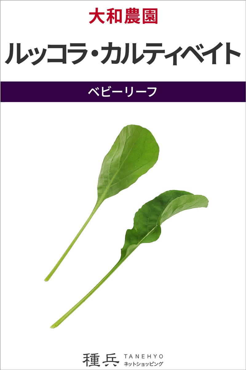 ベビーリーフ 種 『ルッコラ・カルティベイト』  大和農園