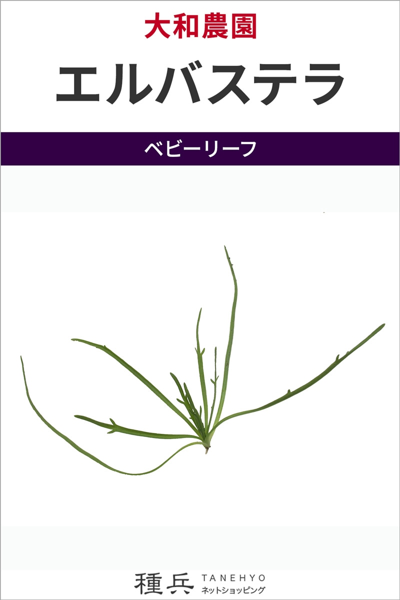 ベビーリーフ 種 『エルバステラ』  大和農園