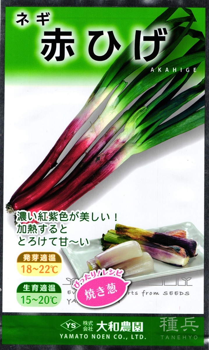 赤ネギ 種 『赤ひげ』  大和農園
