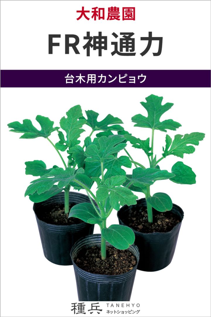 台木用カンピョウ 種 『FR神通力』  大和農園