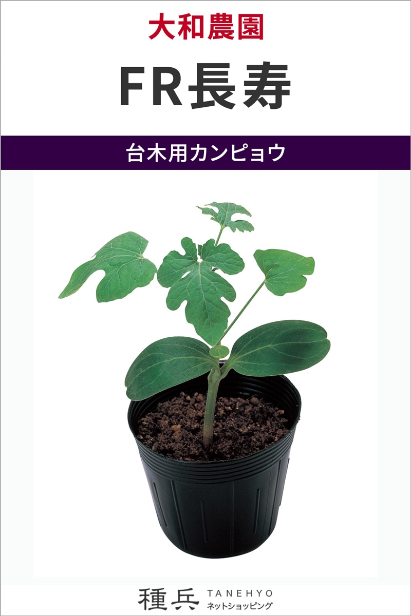 台木用カンピョウ 種 『FR長寿』  大和農園
