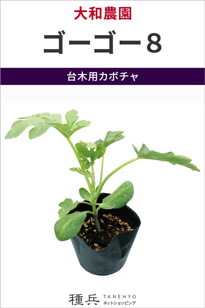 台木用カボチャ 種 『ゴーゴー８』  大和農園
