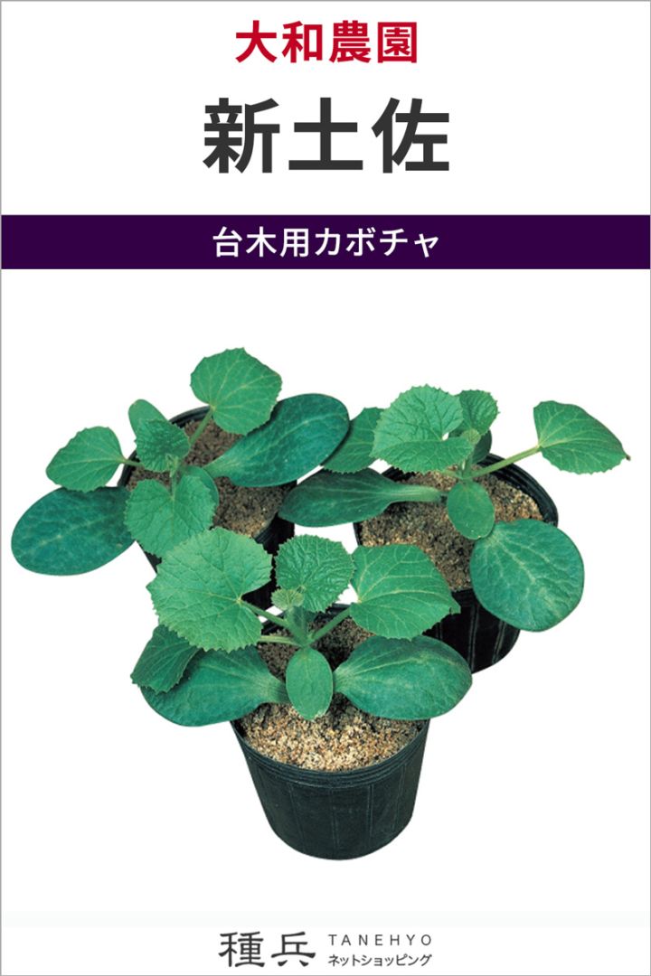 台木用カボチャ 種 『新土佐』  大和農園