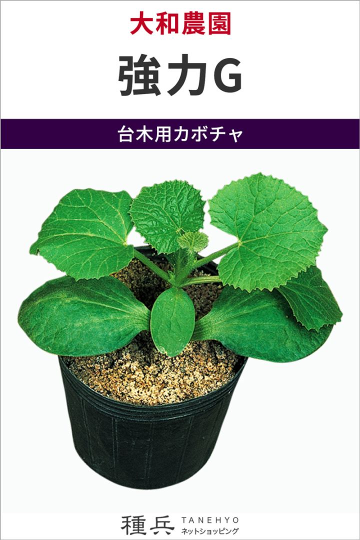 台木用カボチャ 種 『強力G』  大和農園