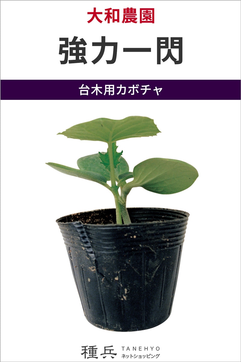 台木用カボチャ 種 『強力一閃』  大和農園