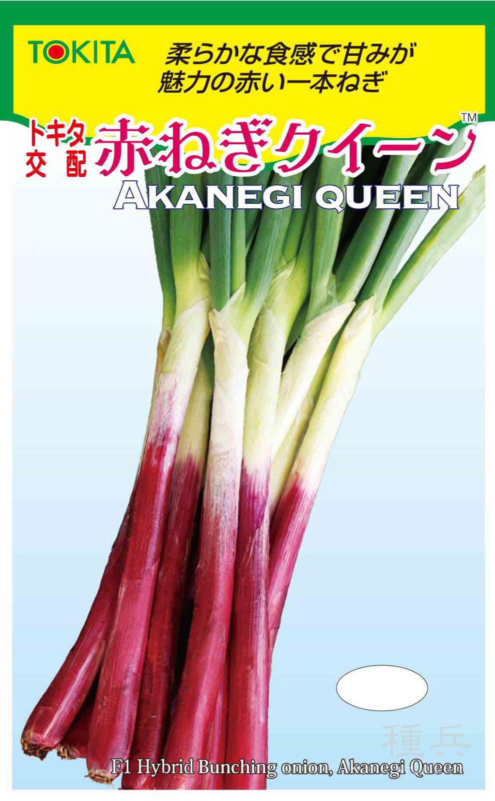 赤根深ネギ 種 『赤ねぎクイーン』  トキタ種苗