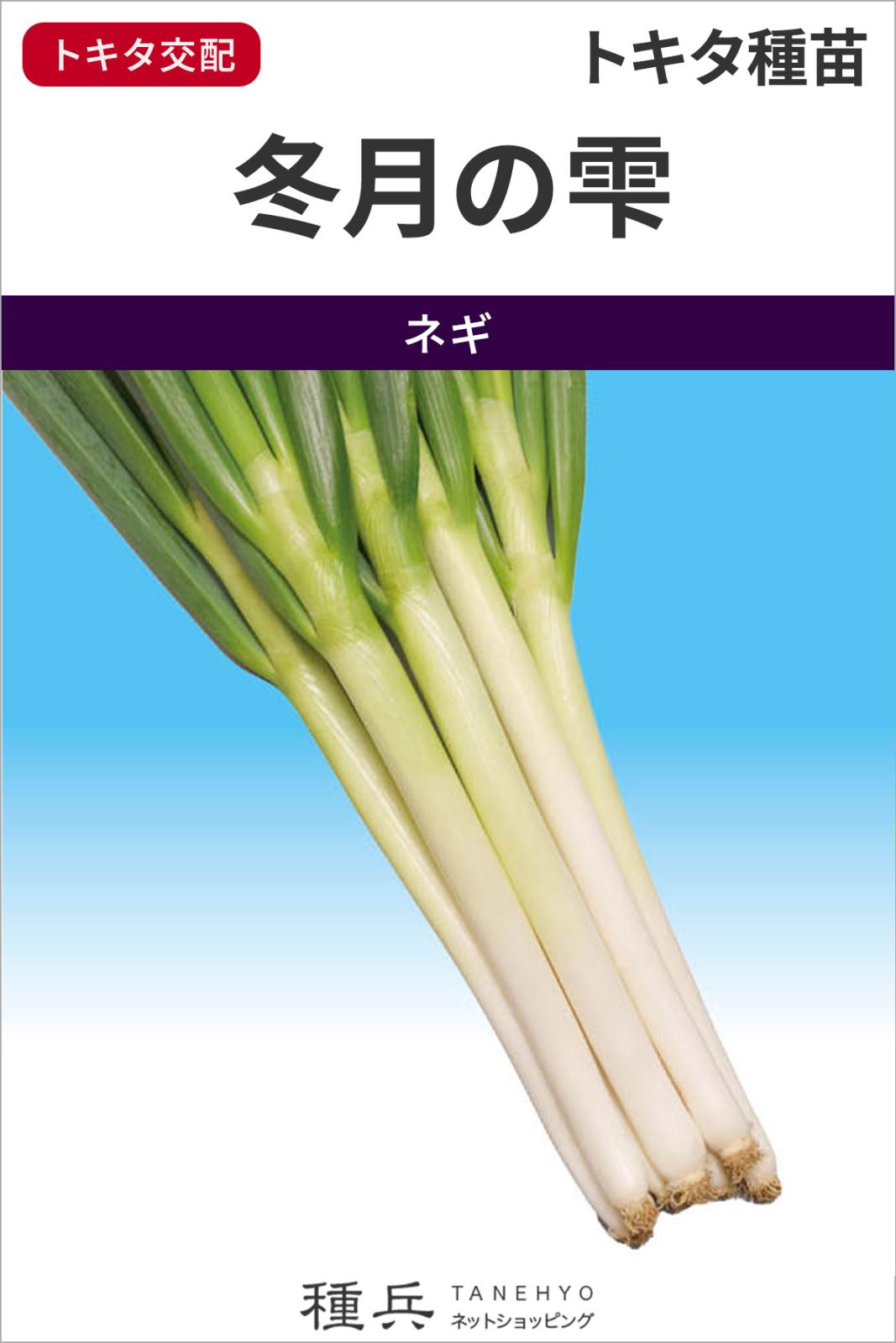 根深ネギ 種 『冬月の雫』  トキタ種苗