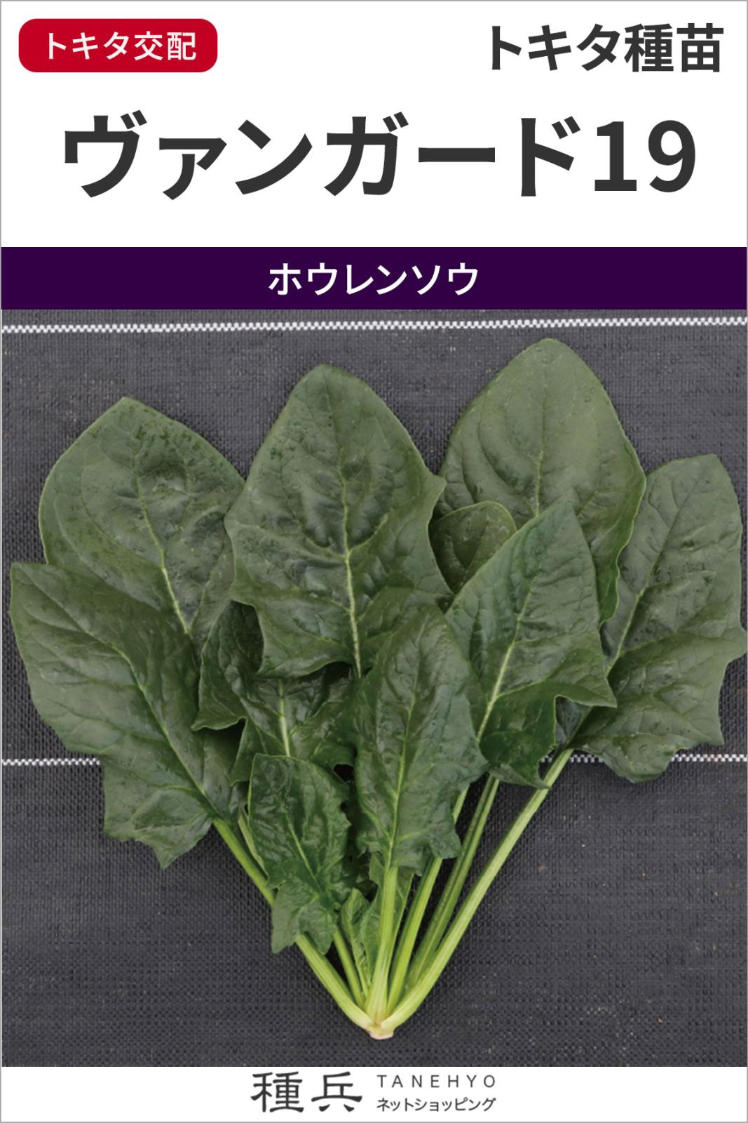 ホウレンソウ 種 『ヴァンガード19』  トキタ種苗
