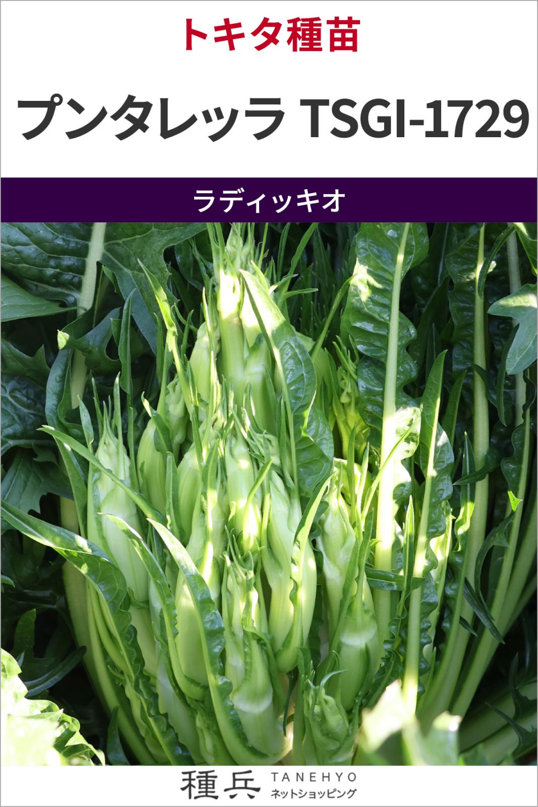 プンタレッラ 種 『プンタレッラTSGI-1729』  トキタ種苗