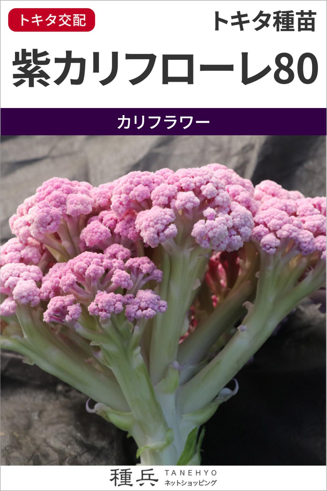紫カリフラワー 種 『紫カリフローレ80』  トキタ種苗
