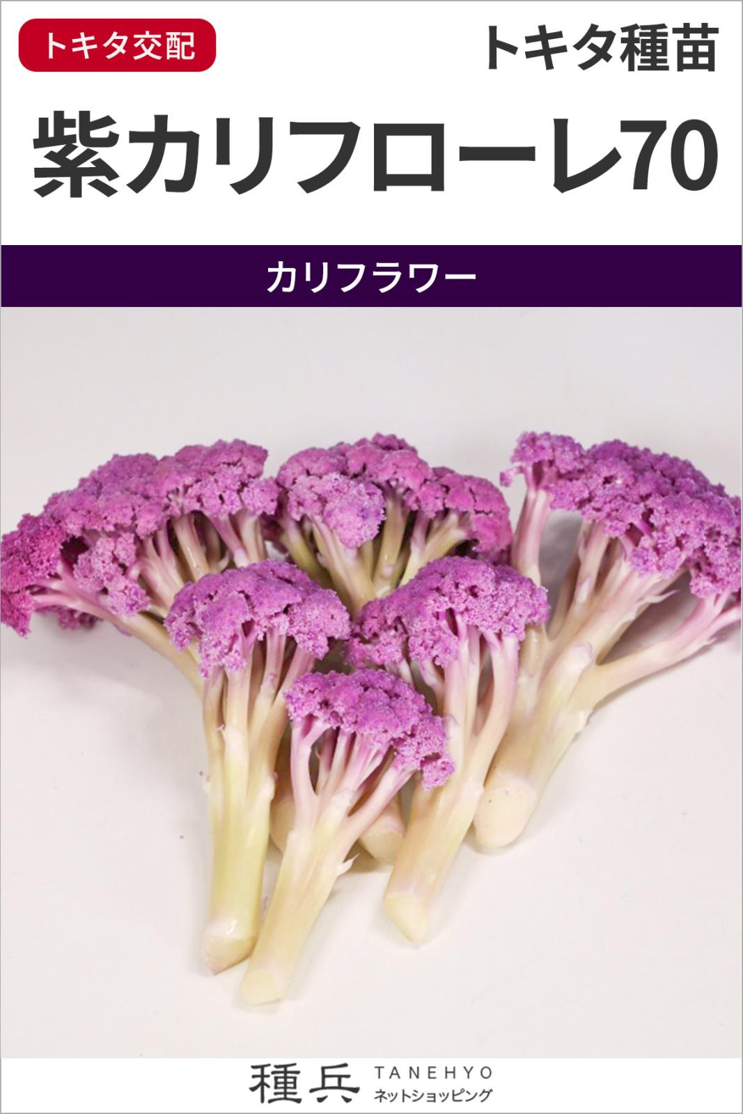 紫カリフラワー 種 『紫カリフローレ70』  トキタ種苗