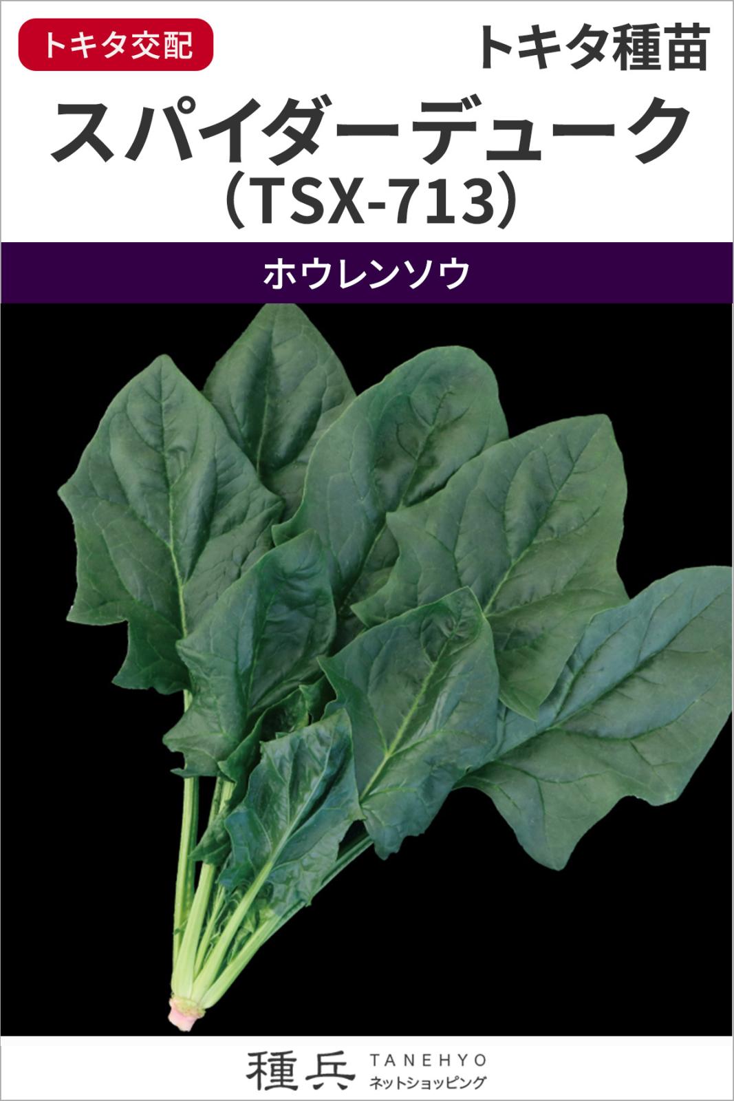 ホウレンソウ 種 『スパイダーデューク（TSX-713）』  トキタ種苗