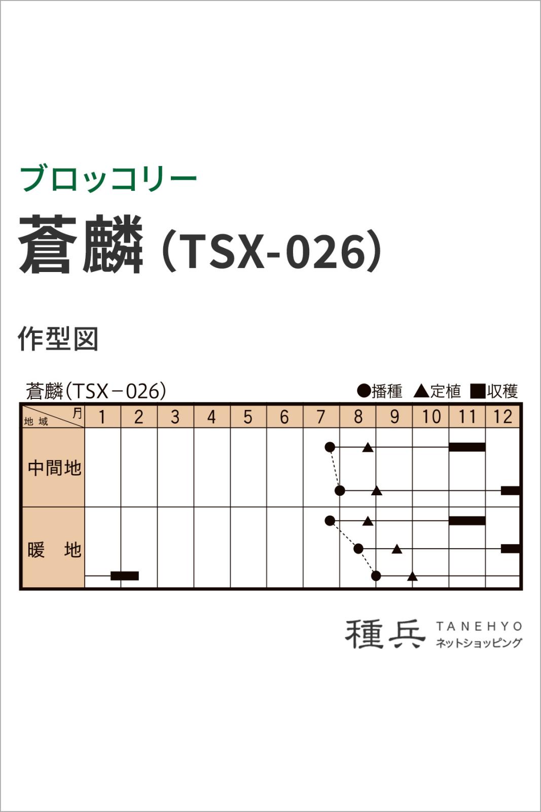 ブロッコリー 種 『蒼麟』 トキタ種苗 | たね,葉菜の種,ブロッコリー