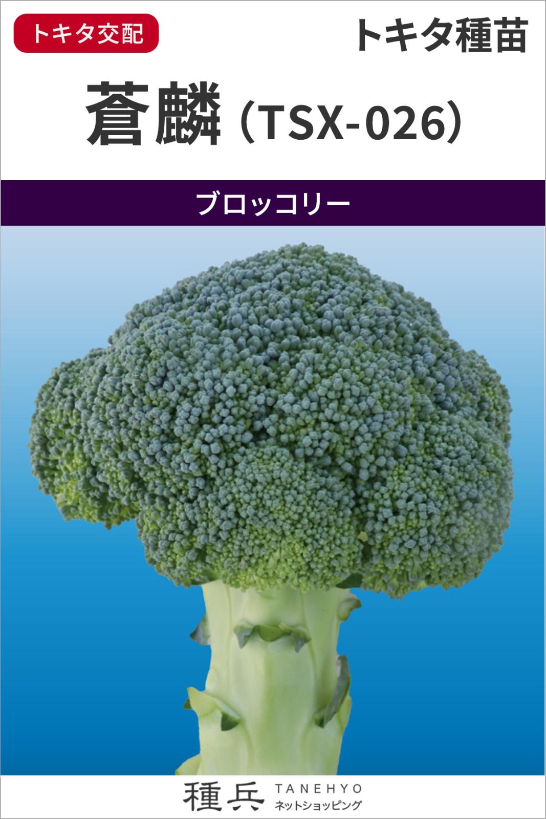 ブロッコリー 種 『蒼麟』  トキタ種苗