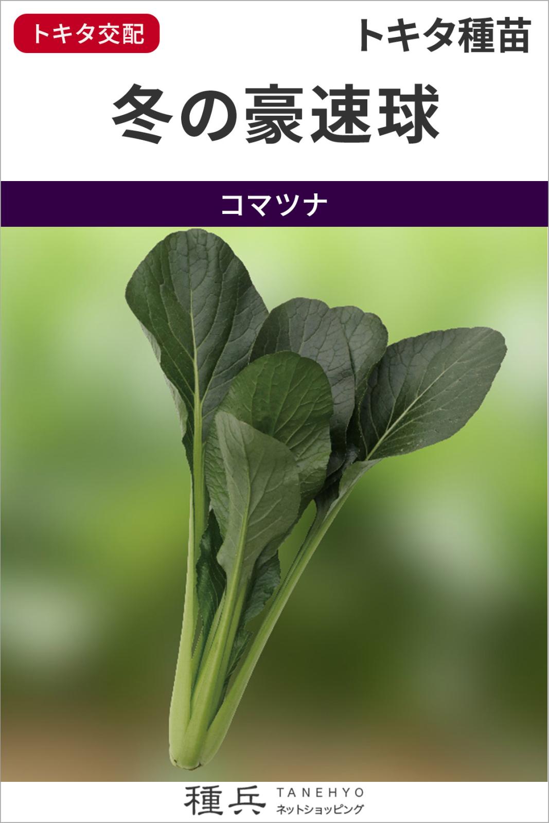 コマツナ 種 『冬の豪速球』  トキタ種苗