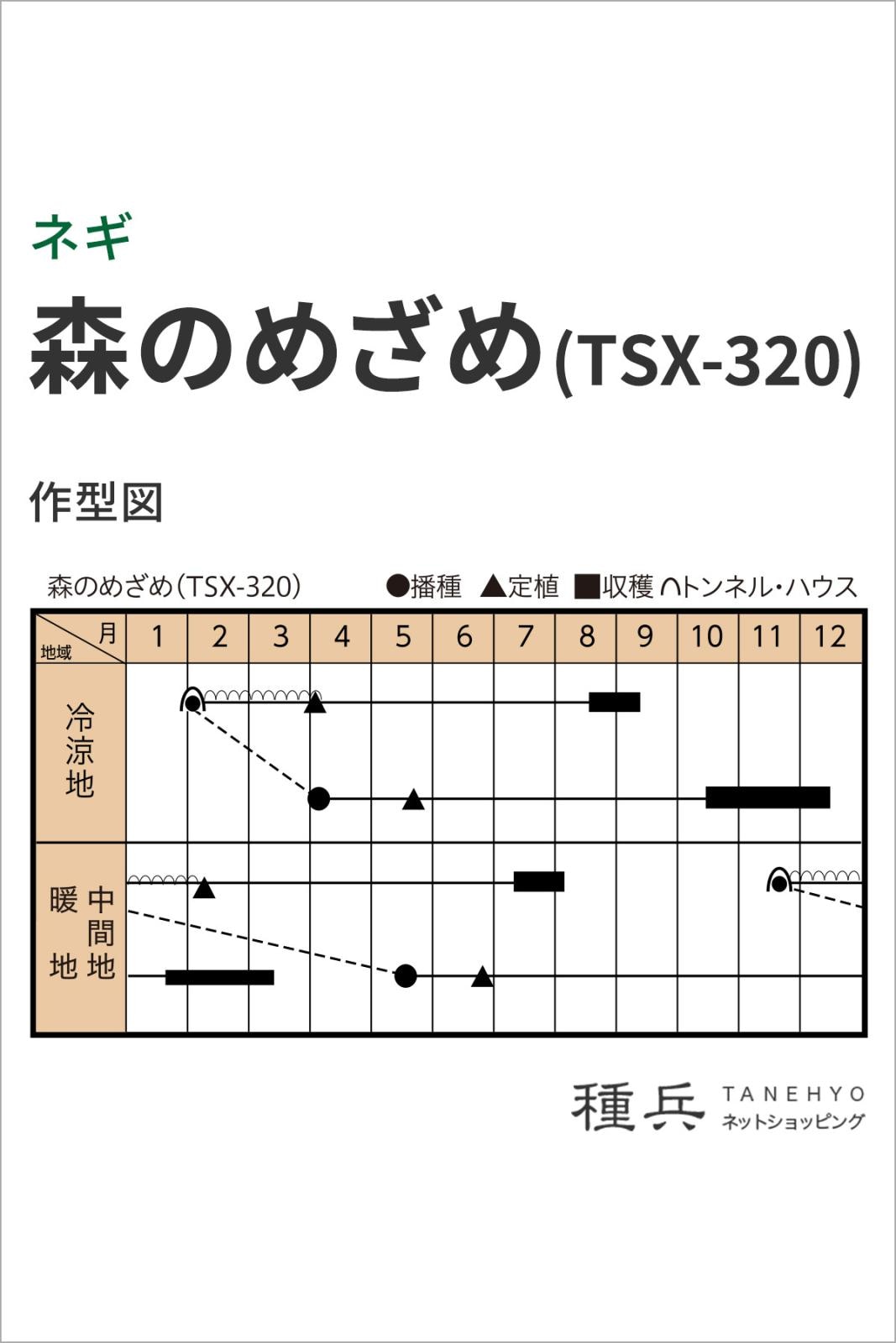 根深ネギ 種 『森のめざめ （TSX?320）』 トキタ種苗 | たね,葉