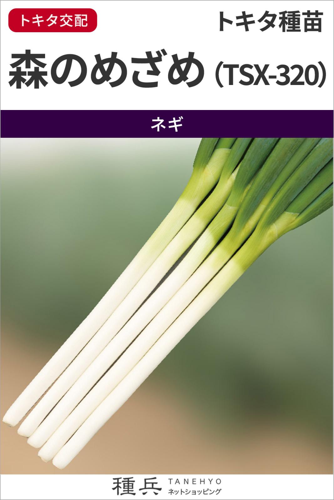 根深ネギ 種 『森のめざめ （ＴＳＸ?３２０）』  トキタ種苗