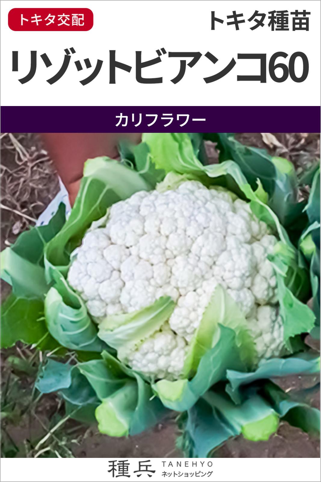 カリフラワー 種 『リゾットビアンコ６０』  トキタ種苗