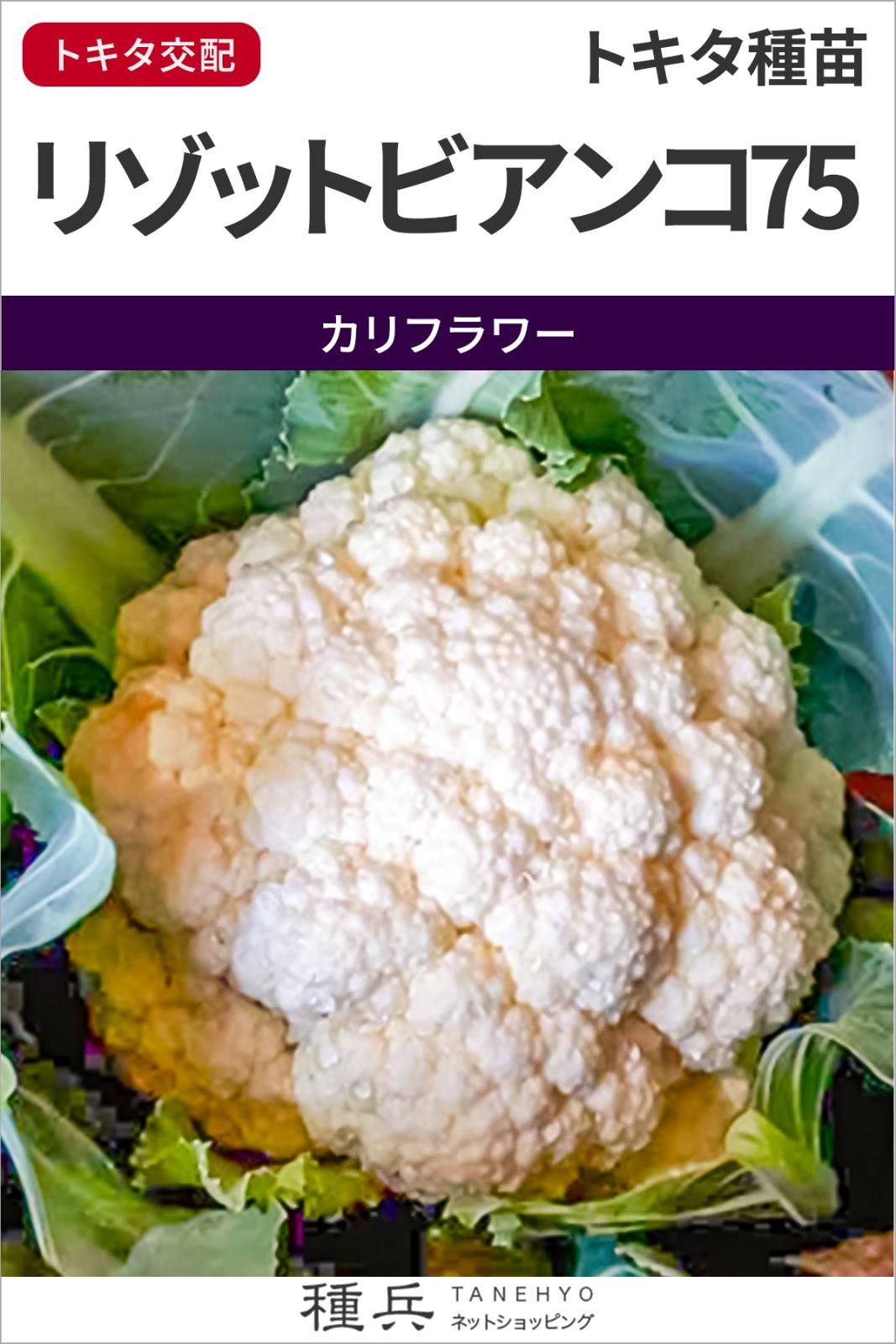 カリフラワー 種 『リゾットビアンコ７５』  トキタ種苗