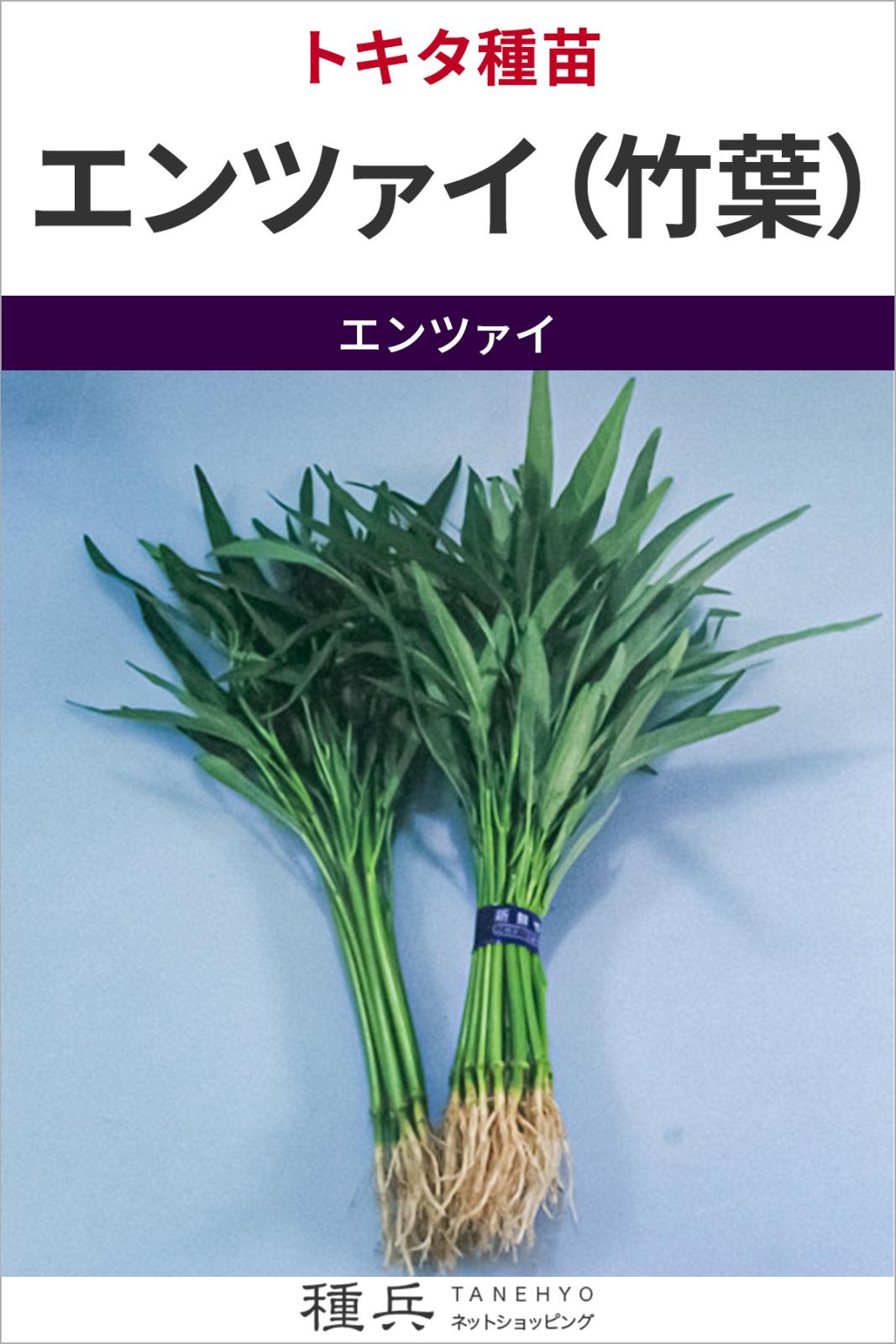 中国野菜 種 『エンツァイ（竹葉）』  トキタ種苗