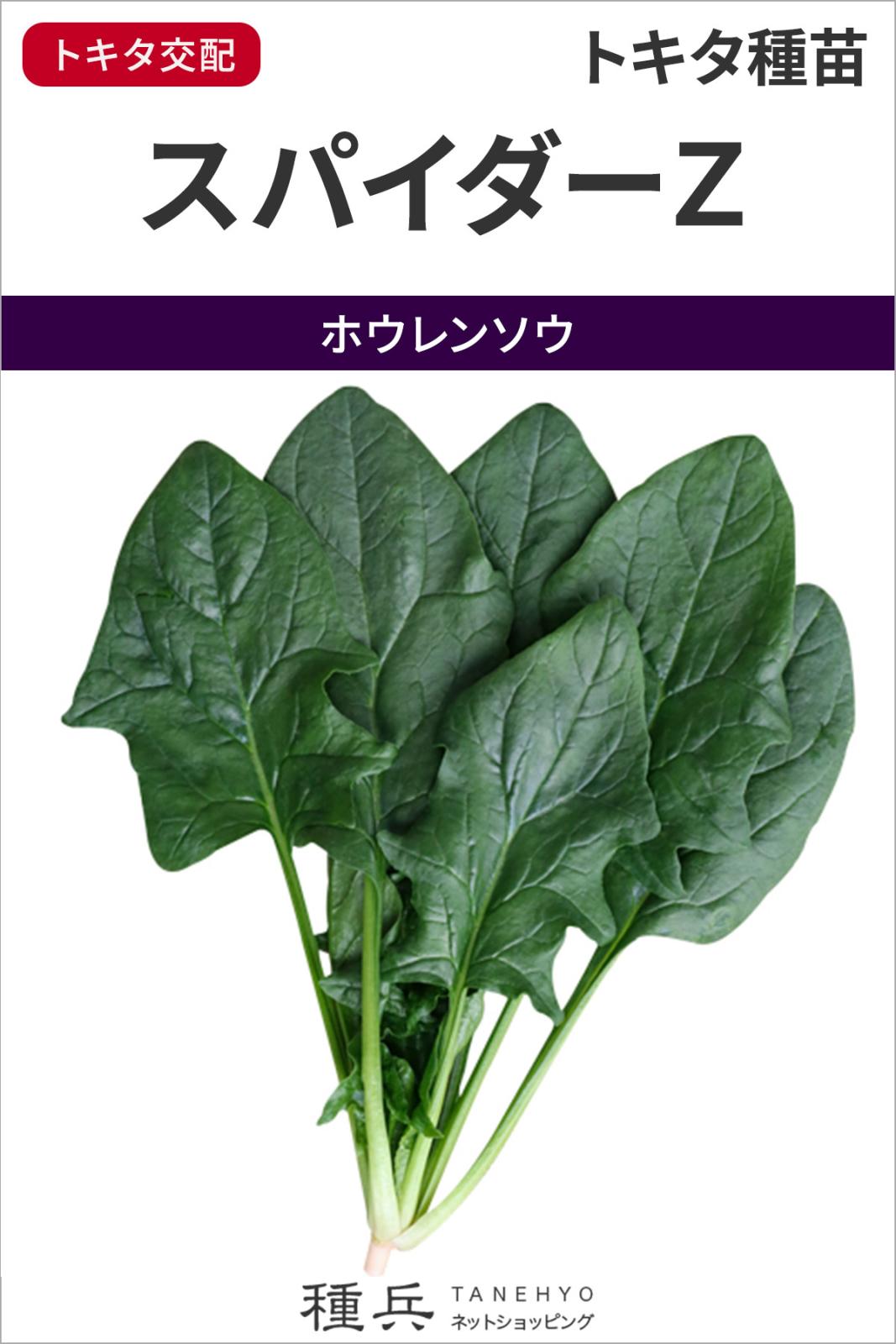 ホウレンソウ 種 『スパイダーＺ』  トキタ種苗