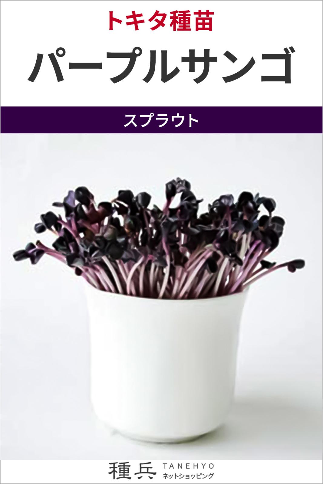 カイワレダイコン 種 『パープルサンゴ』  トキタ種苗
