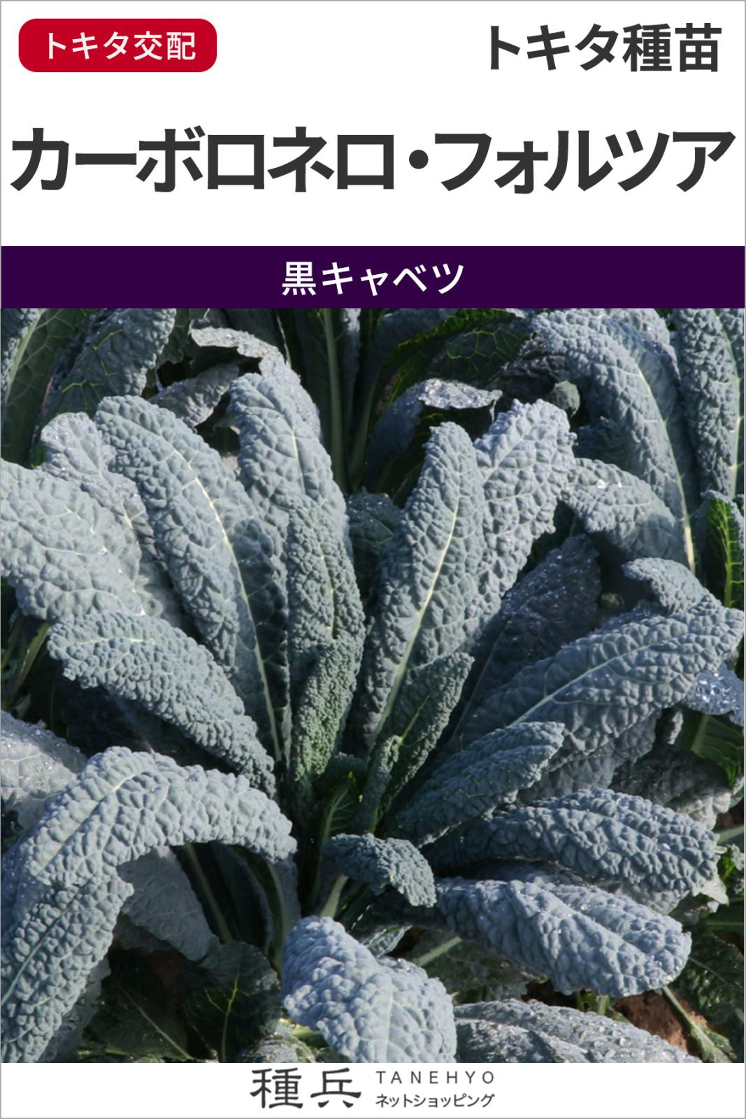 黒キャベツ 種 『カーボロネロ・フォルツア』 トキタ種苗 | たね,葉菜