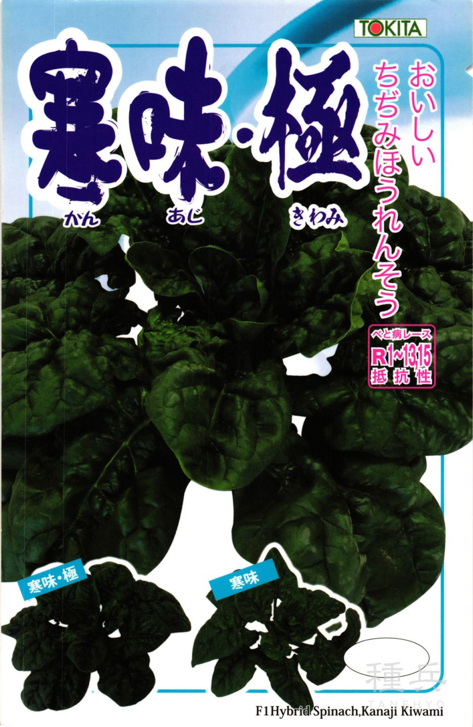 ちぢみホウレンソウ 種 『寒味・極』  トキタ種苗