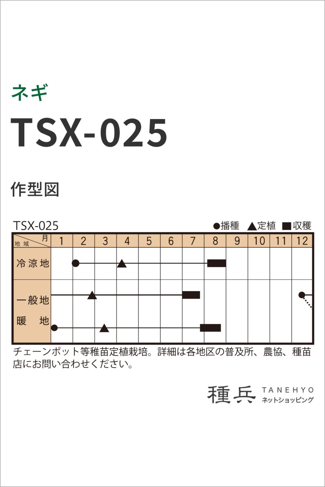 根深ネギ 種 『TSX-025（ミニネギ）』 トキタ種苗 | たね,葉菜の種