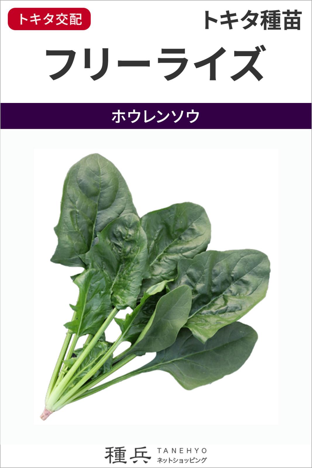 ホウレンソウ 種 『フリーライズ』  トキタ種苗