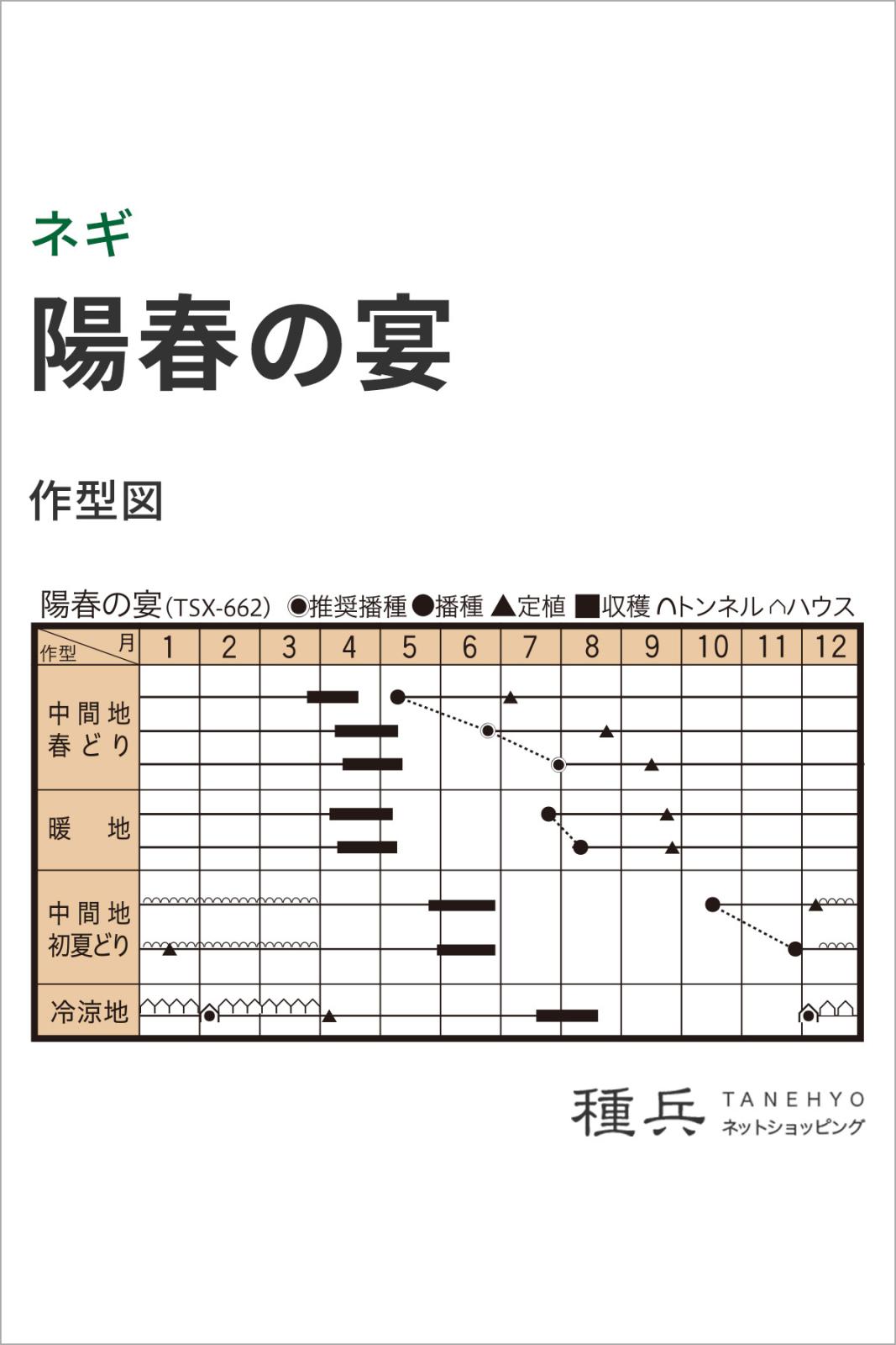 2 x ねぎページ 根深ネギ 種 『陽春の宴（TSX-662）』 トキタ種苗 | たね,葉菜の種