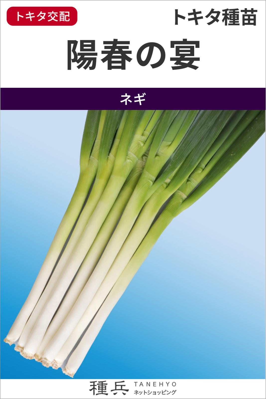根深ネギ 種 『陽春の宴（TSX-６６２）』  トキタ種苗