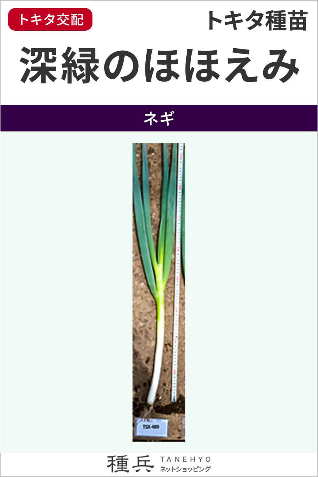 根深ネギ 種 『深緑のほほえみ』  トキタ種苗