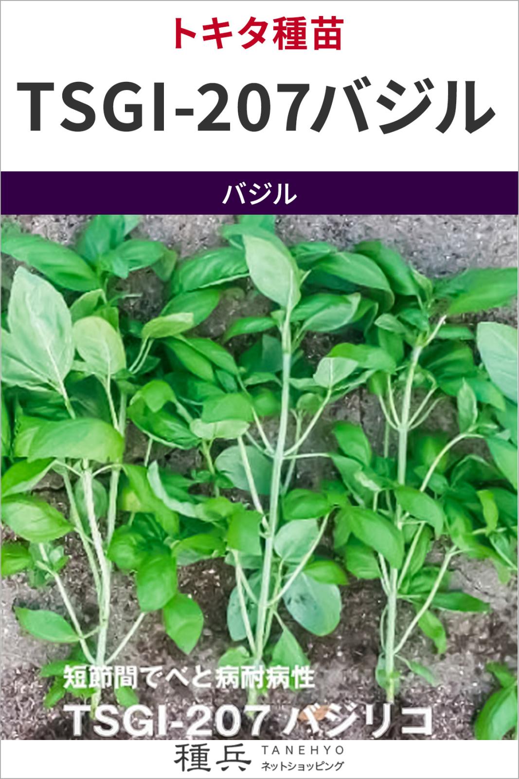 ハーブ 種 『TSGI-207バジル』  トキタ種苗