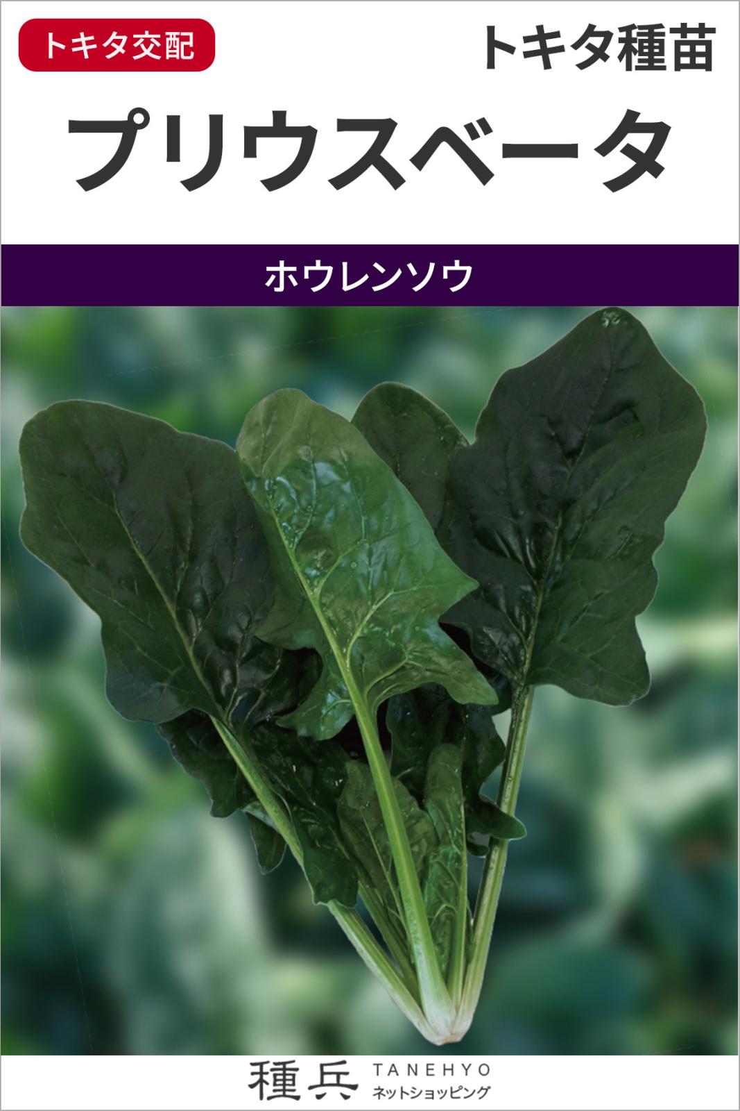 ホウレンソウ 種 『プリウスベータ』  トキタ種苗