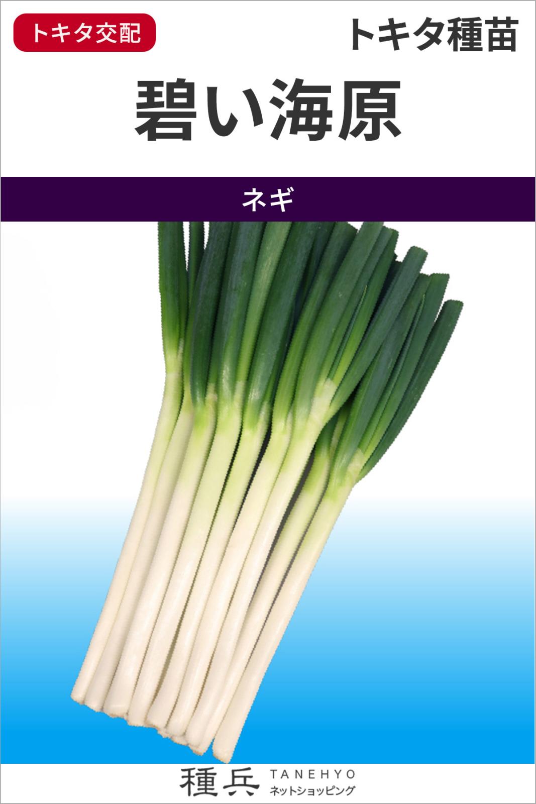 根深ネギ 種 『碧い海原』  トキタ種苗