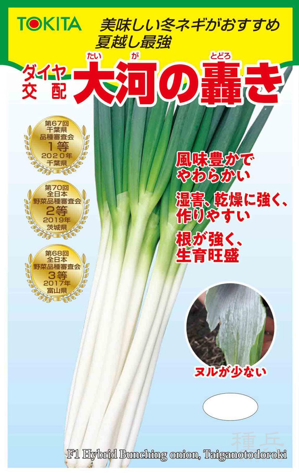 根深ネギ 種 『大河の轟き』  トキタ種苗