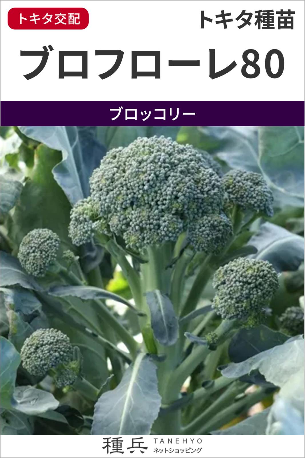 ブロッコロ 種 『ブロフローレ80』  トキタ種苗