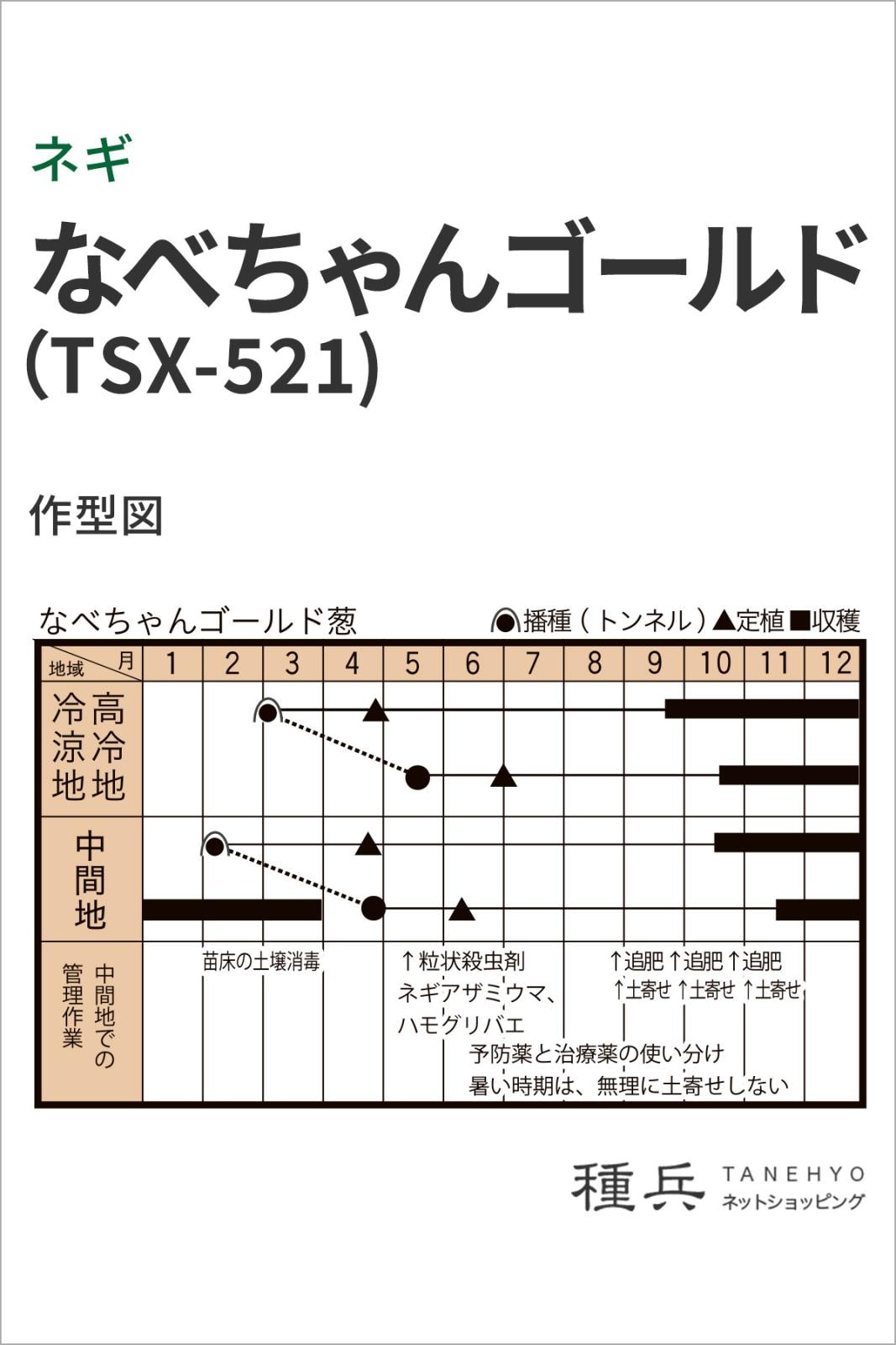 根深ネギ 種 『なべちゃんゴールド（TSX-521)』 トキタ種苗 | たね,葉