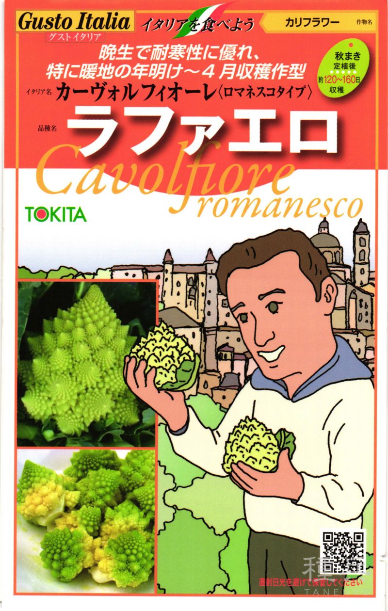 ロマネスコ 種 『ラファエロ』  トキタ種苗