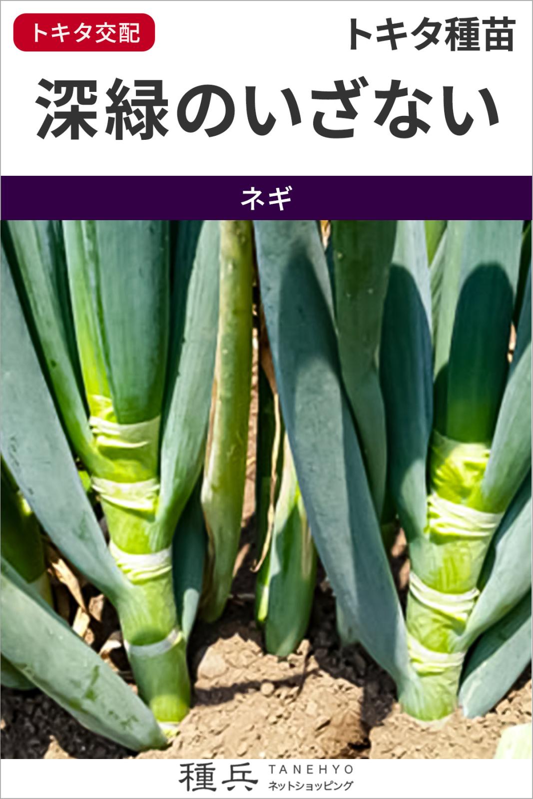 根深ネギ 種 『深緑のいざない』  トキタ種苗