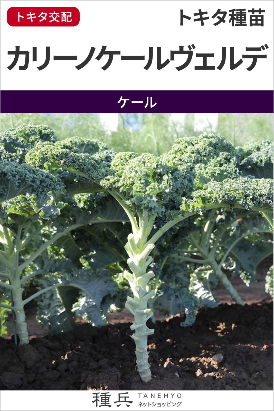 ケール 種 『カリーノケールヴェルデ』  トキタ種苗