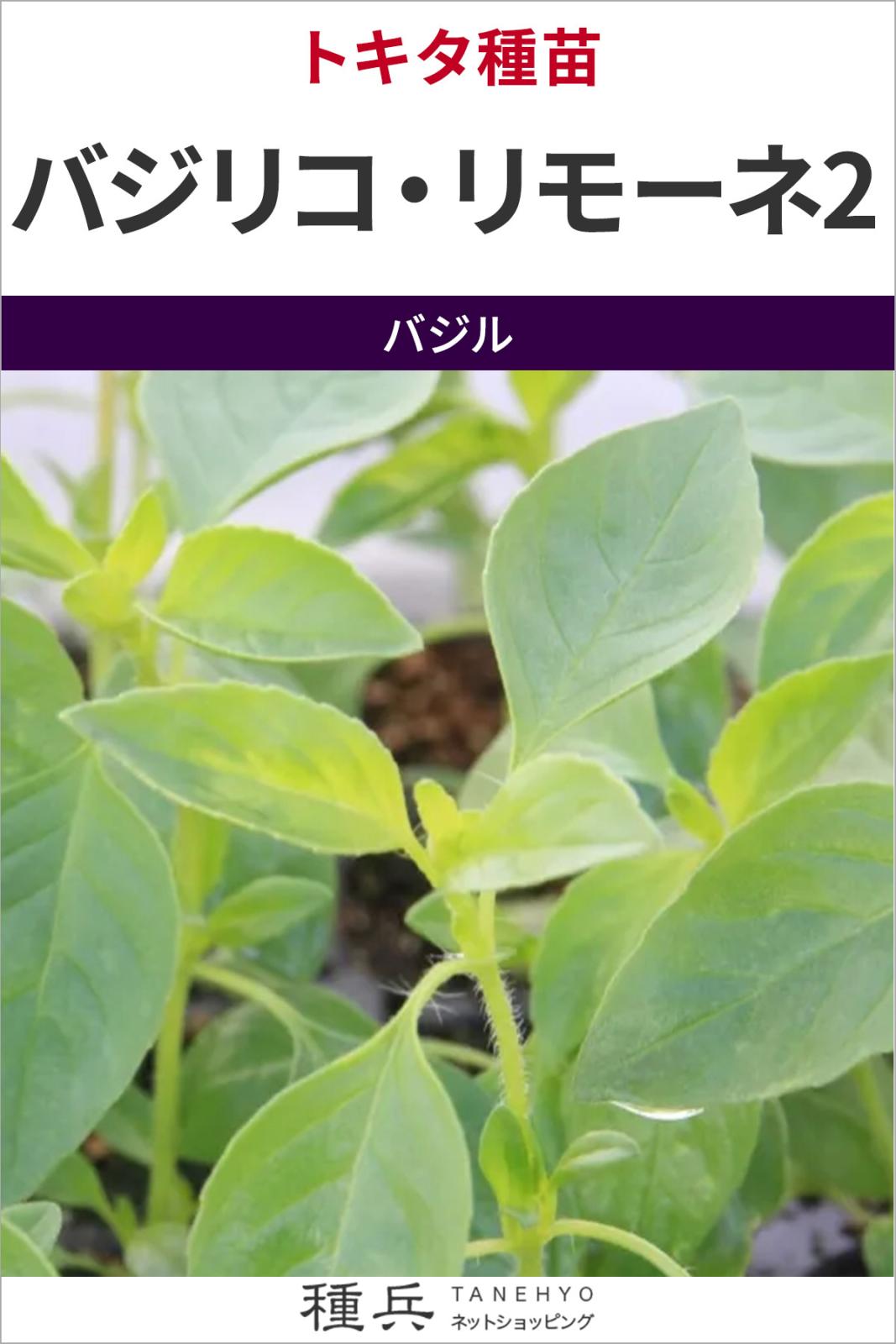バジル 種 『バジリコ・リモーネ2』  トキタ種苗