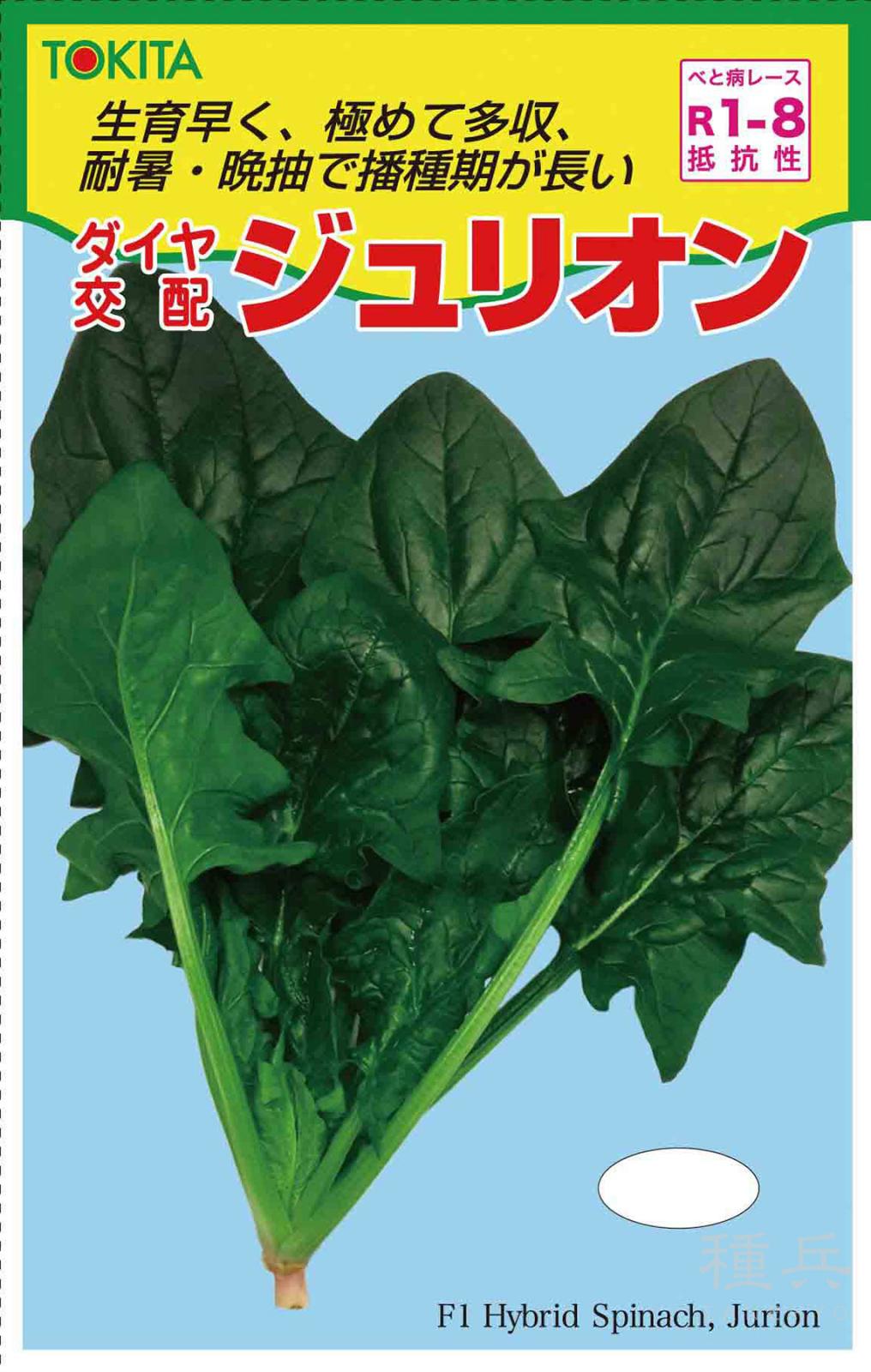 ホウレンソウ 種 『ジュリオン』  トキタ種苗
