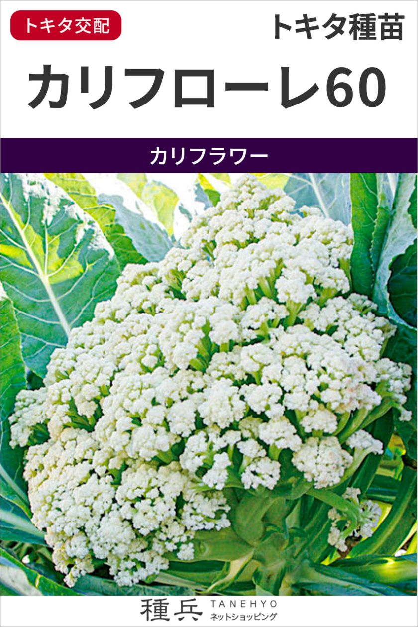 カリフラワー 種 『カリフローレ６０』  トキタ種苗