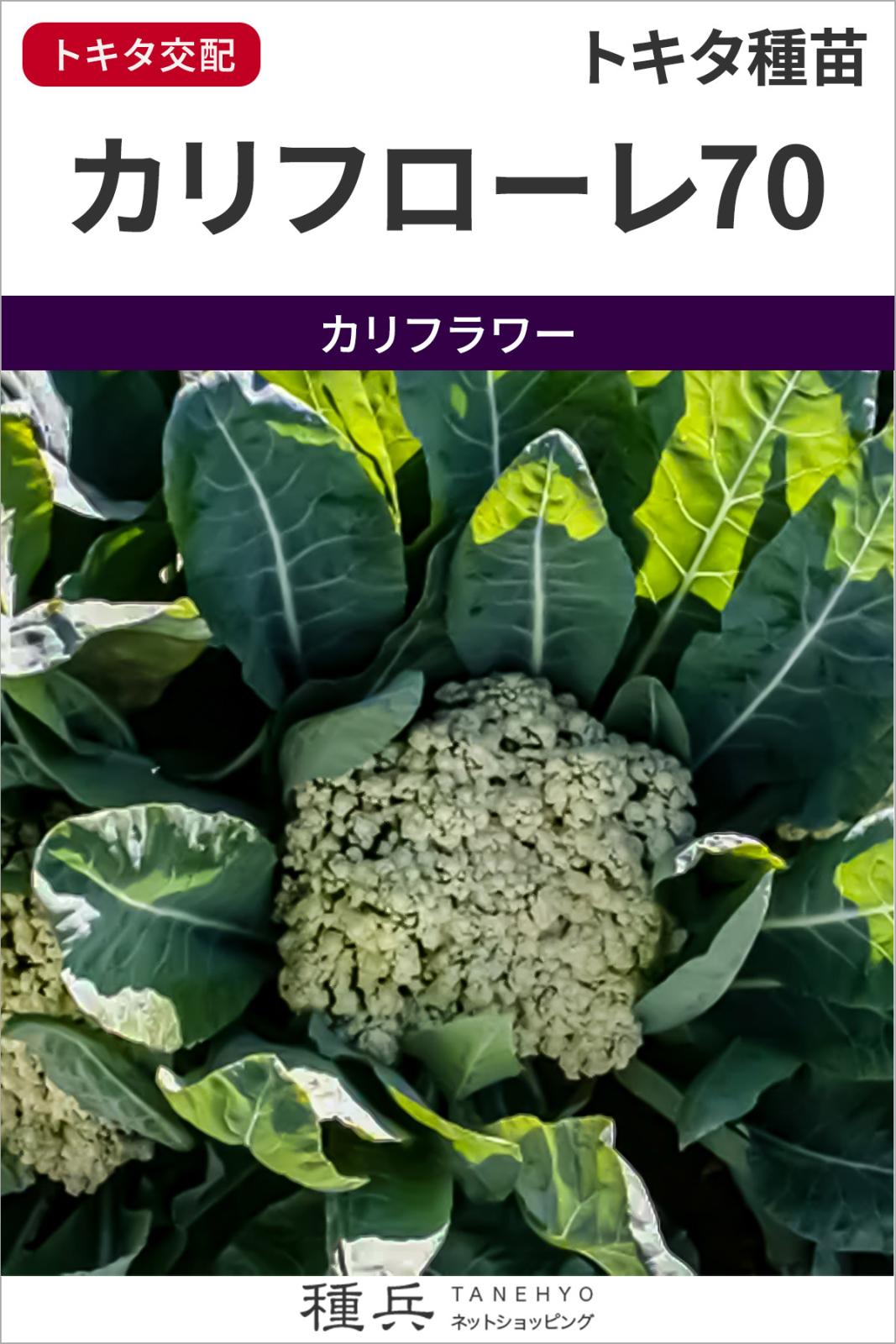 カリフラワー 種 『カリフローレ70』  トキタ種苗