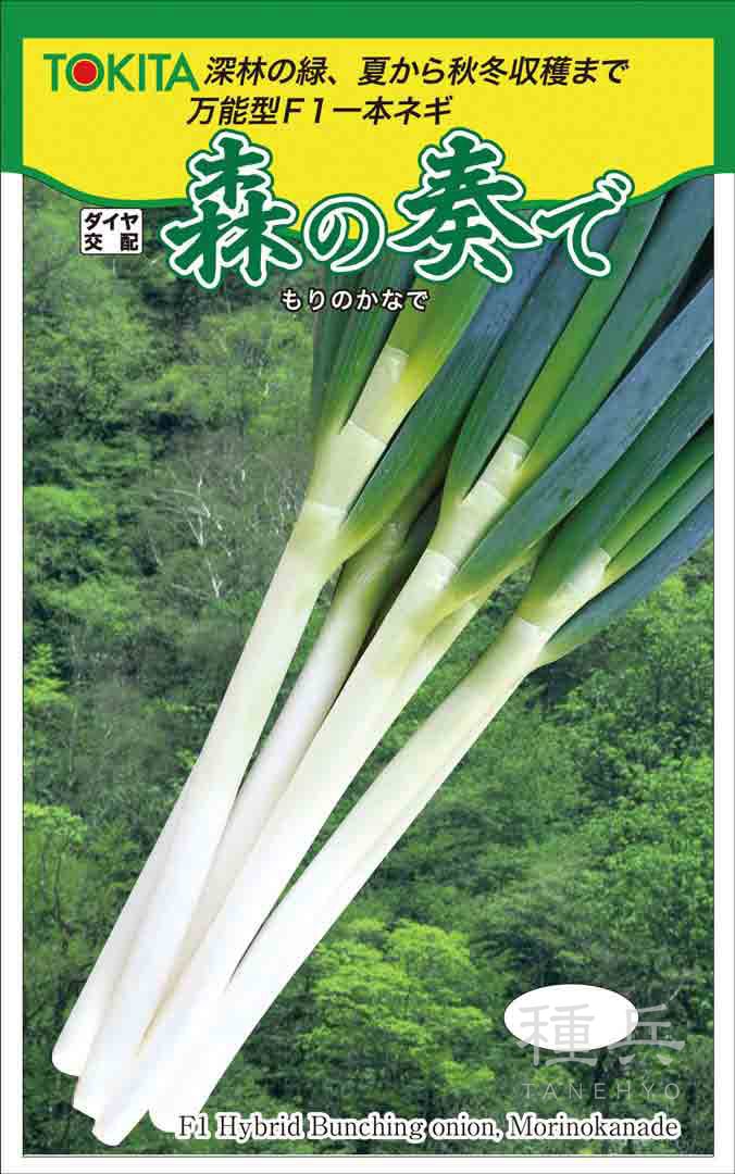 根深ネギ 種 『森の奏で』  トキタ種苗